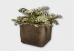 areca palm icon 1