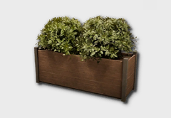 boxwood icon 1