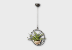 hanging aloe icon 1