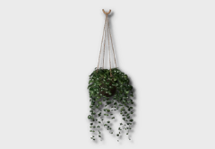 hanging dischidia icon 1