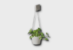 hanging golden pothos icon 1
