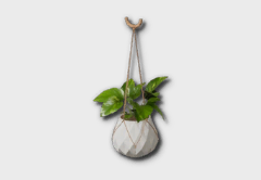 hanging monstera icon 1
