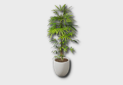 large bamboo palm icon 1