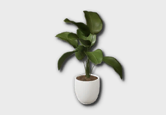 large calathea lutea icon 1