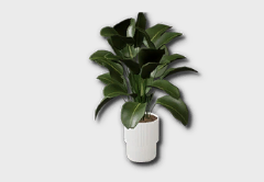 large philodendron congo icon 1