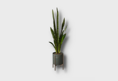 large snake plant icon 1