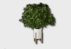large umbrella plant icon 1