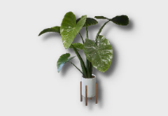 large variegated monstera icon 1