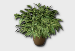 medium chinese evergreen icon 1
