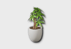 medium money tree icon 1