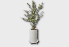 medium olive tree icon 1