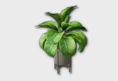 medium peace lily icon 1