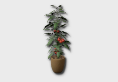 medium tomato plant icon 1