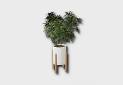 medium umbrella plant icon 1