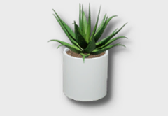 small aloe icon 1