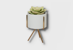 small echeveria icon 1
