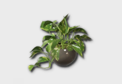 small golden pothos icon 1