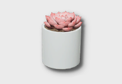 small pink sedeveria icon 1
