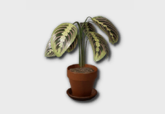 small prayer plant icon 1