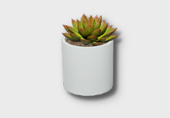 small sedeveria icon 1