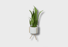small snake plant icon 1