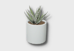 small zebra plant icon 1