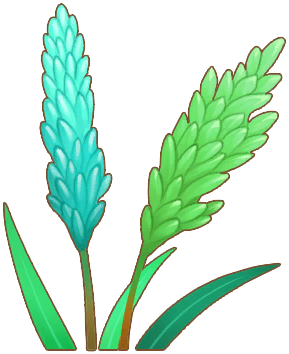 Mountain Rice
