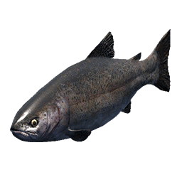 Trout fish icon from Crimson Desert