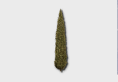 Small Cypress Tree outdoor furniture item in inZOI
