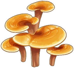 Reishi Mushroom