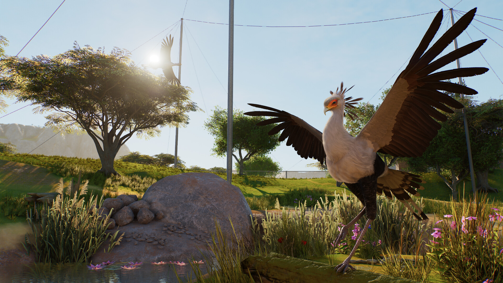 A secretarybird stretching its wings on the ground of a netted aviary while a second bird flies overhead