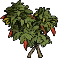 Pepper Sapling