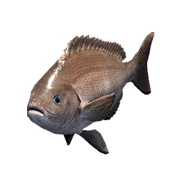 Threeline Grunt fish icon from Crimson Desert