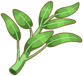 Water Spinach