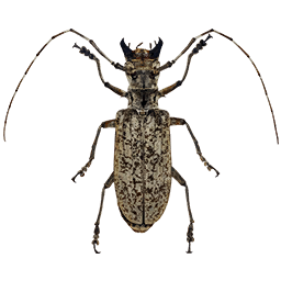Longhorn Beetle insect icon from Crimson Desert