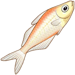 Glassfish