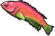 Pink Wrasse