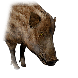 Boar lifeform icon from Crimson Desert