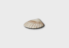 Seashell outdoor furniture item in inZOI