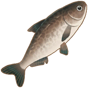 Bighead Carp