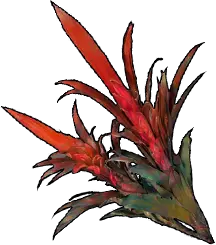 Bromeliad