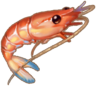 Greasyback Shrimp