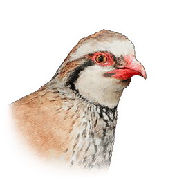 Partridge lifeform icon from Crimson Desert