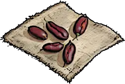 Bean Seeds