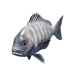 Blackhead Seabream fish icon from Crimson Desert