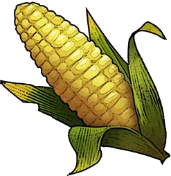 Corn
