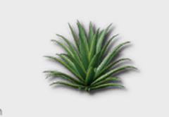 Yucca outdoor furniture item in inZOI