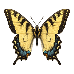 Swallowtail butterfly icon from Crimson Desert