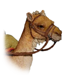 Sandwalk Camel