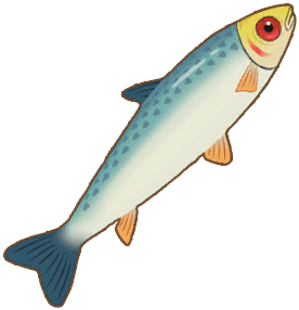 Common Rudd